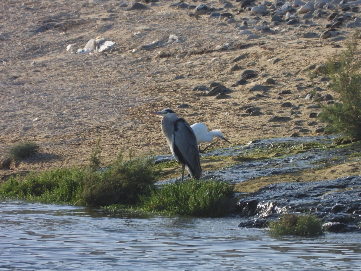 Gray Heron - ML646527486