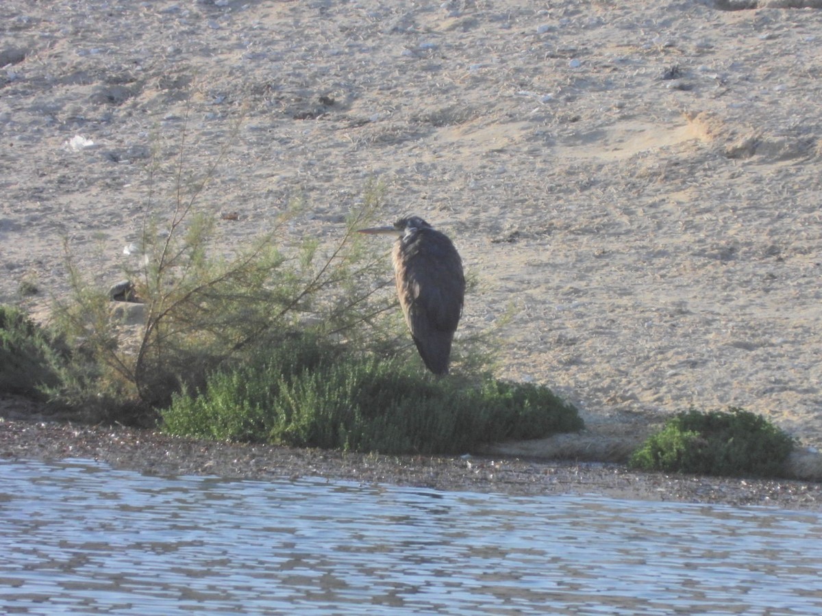 Gray Heron - ML646527487