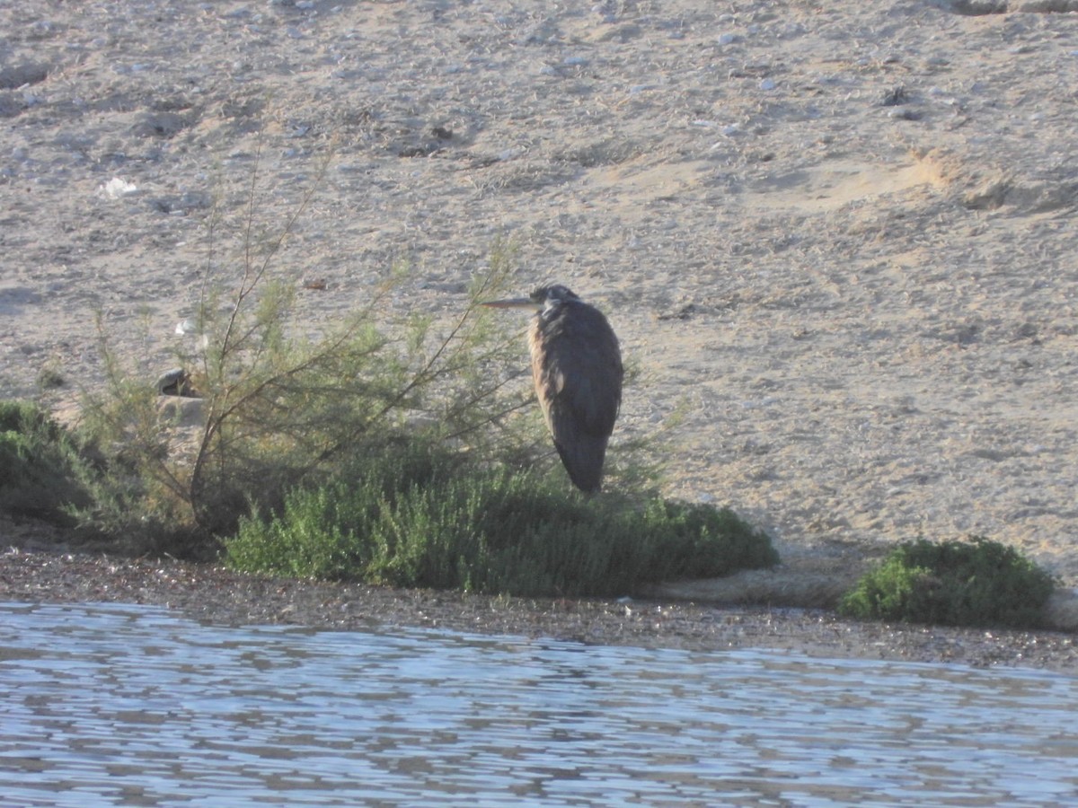 Gri Balıkçıl - ML646527489