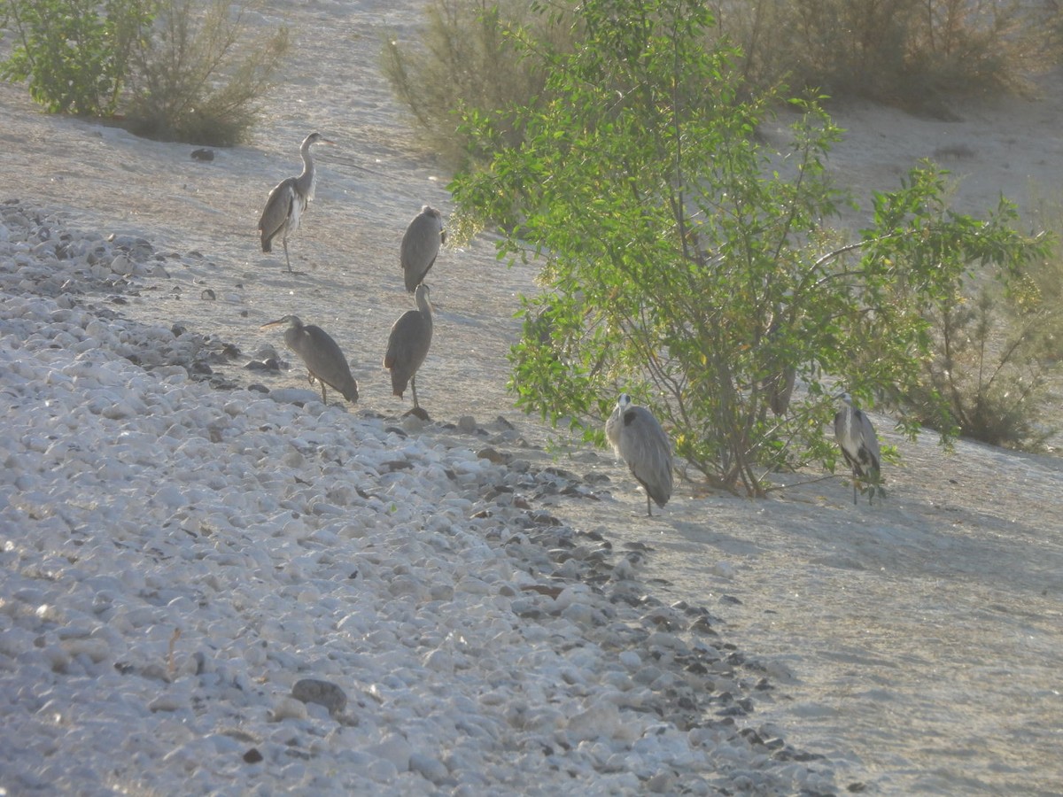 Gray Heron - ML646527490