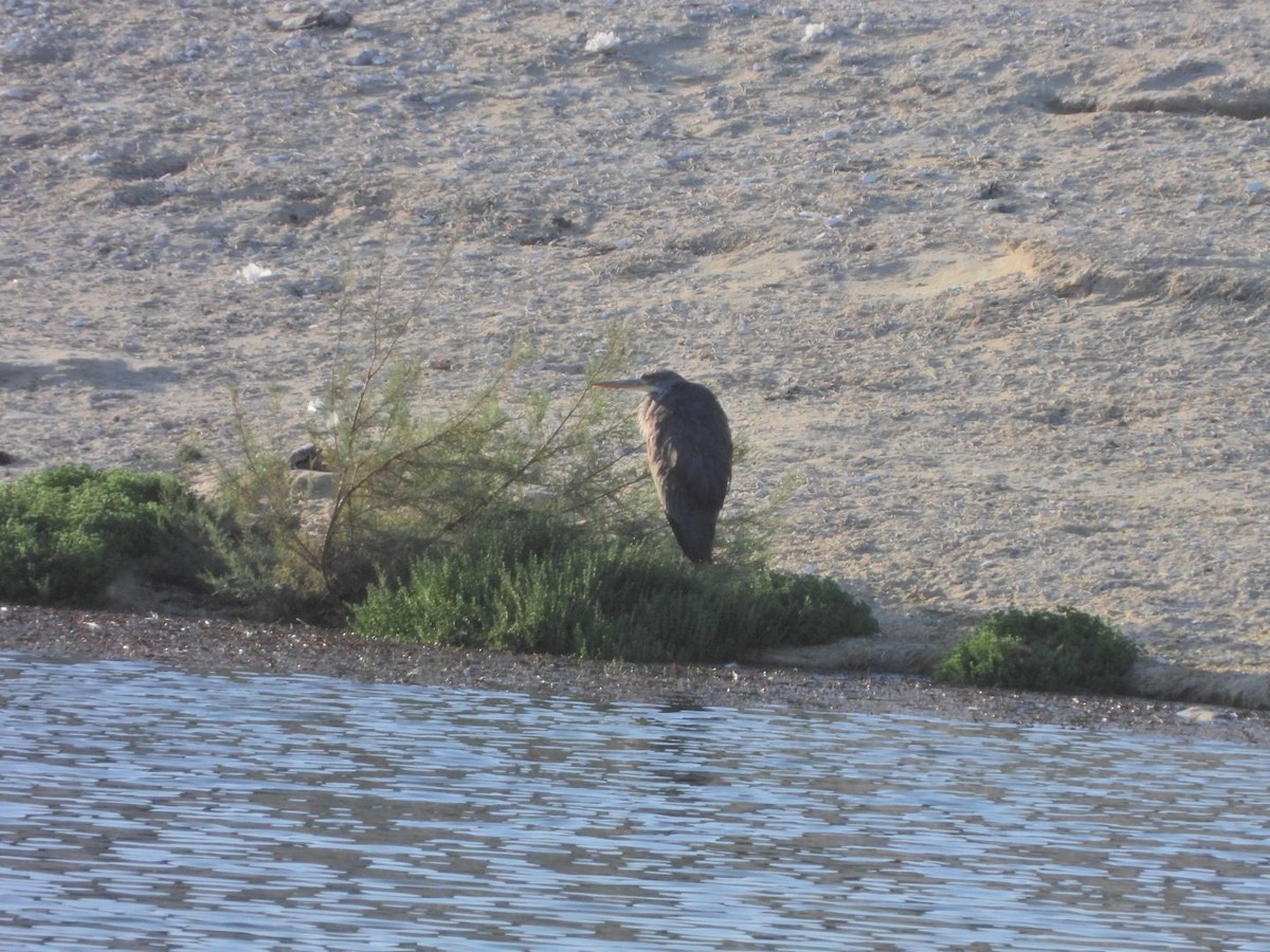 Gray Heron - ML646527492