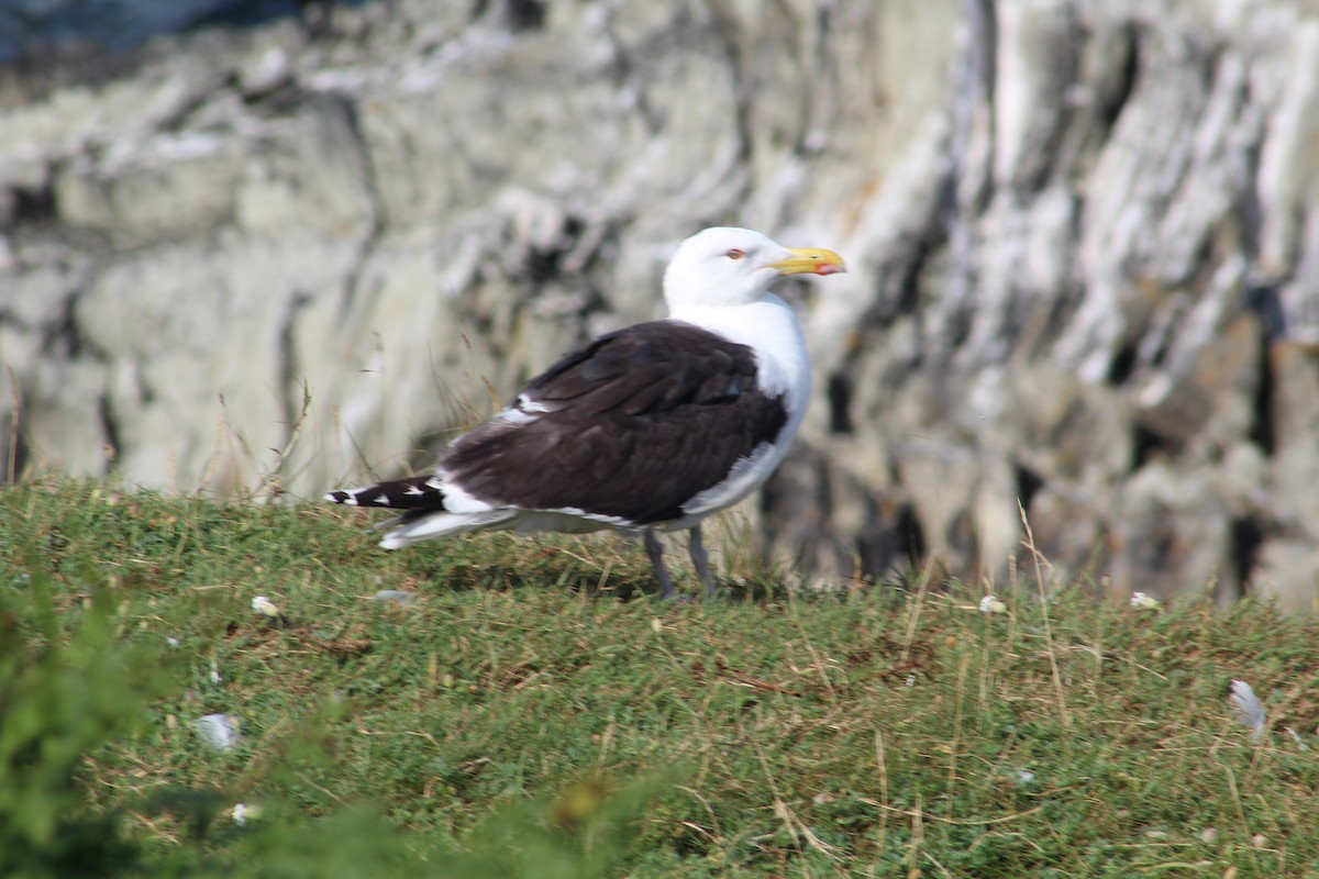 racek mořský - ML646527494