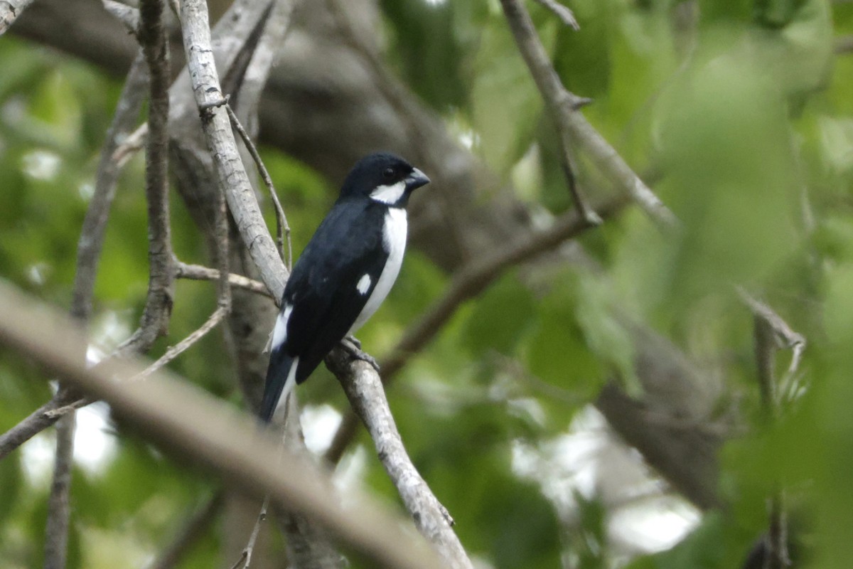 Lesson's Seedeater - ML646527495