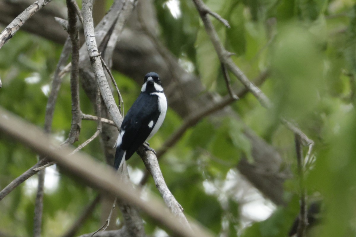 Lesson's Seedeater - ML646527496