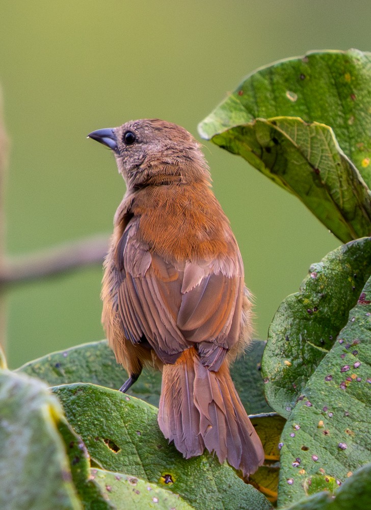 Tangara à huppe ignée - ML646527505