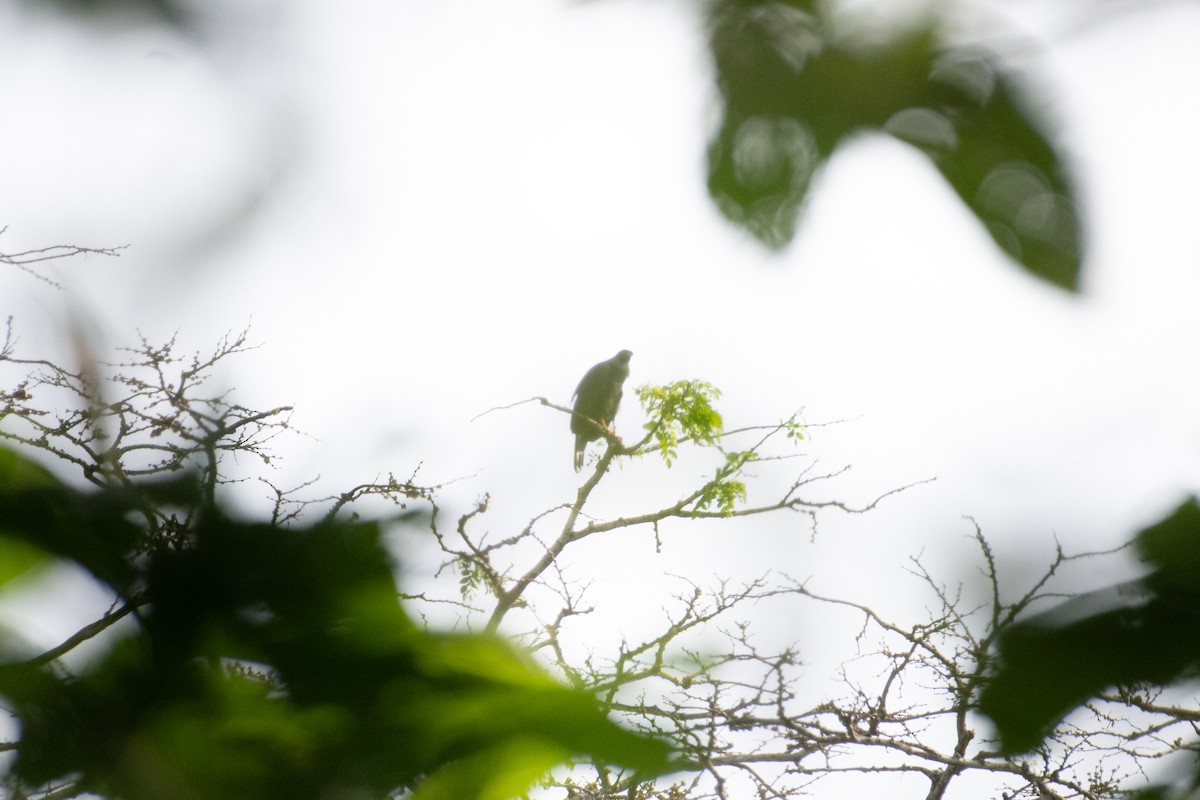 Crane Hawk - ML646527506