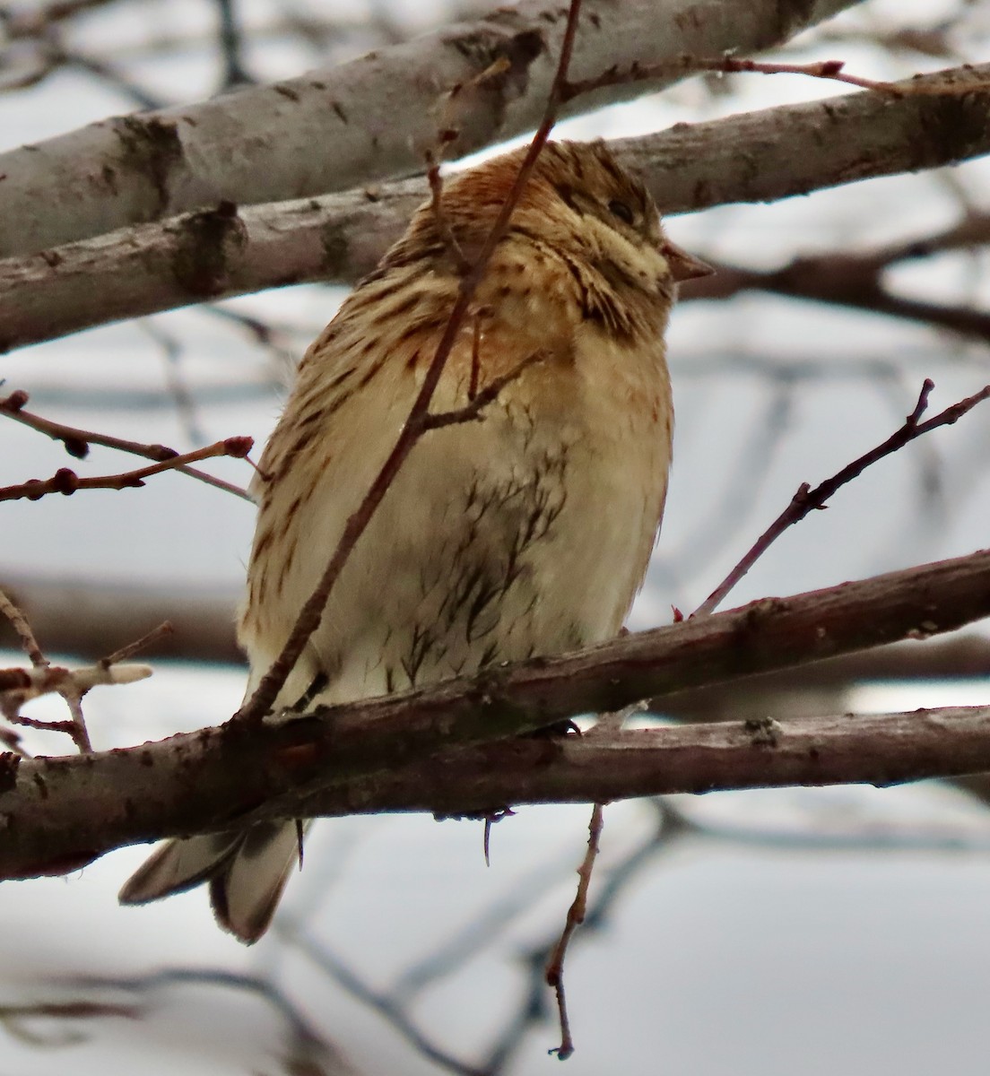 Lapland Longspur - ML646527507