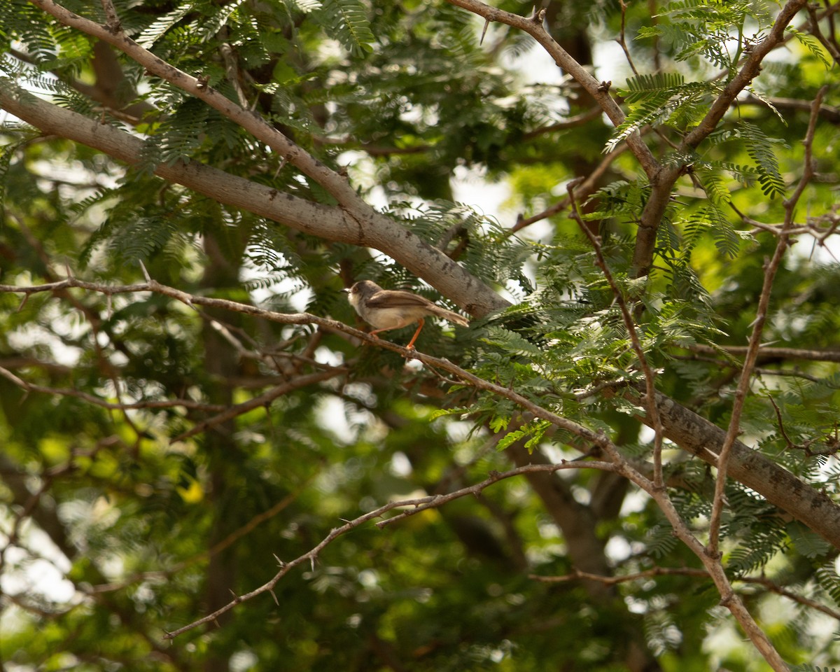 Hodgson Prinyası - ML646527511