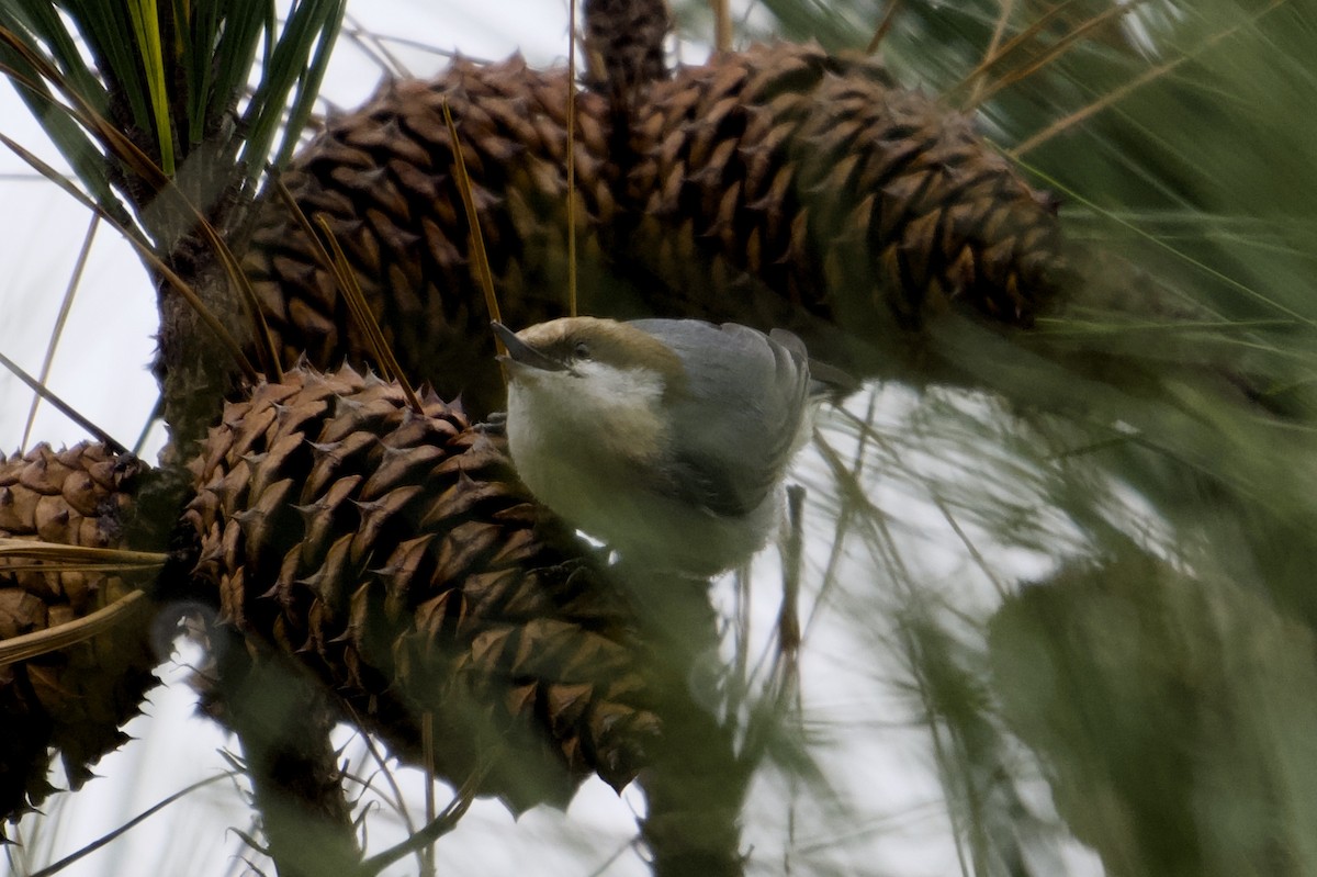 Sittelle à tête brune - ML646527513