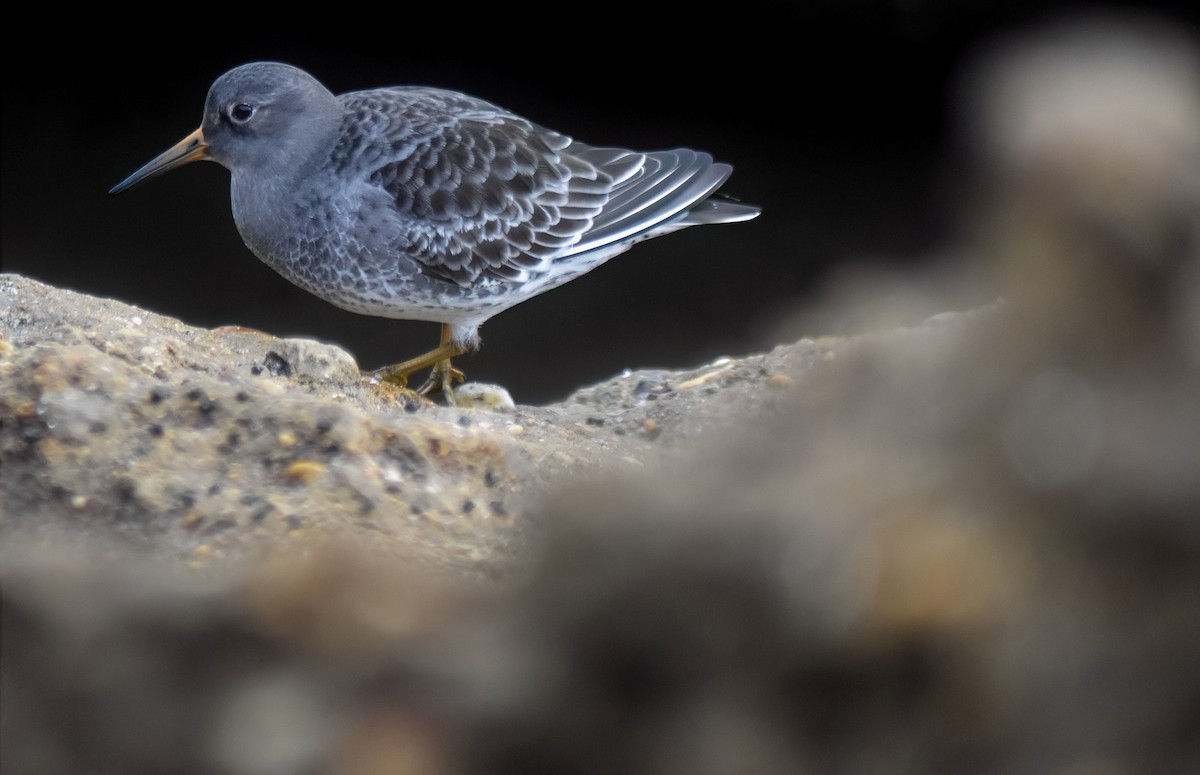 Mor Kumkuşu - ML646527514