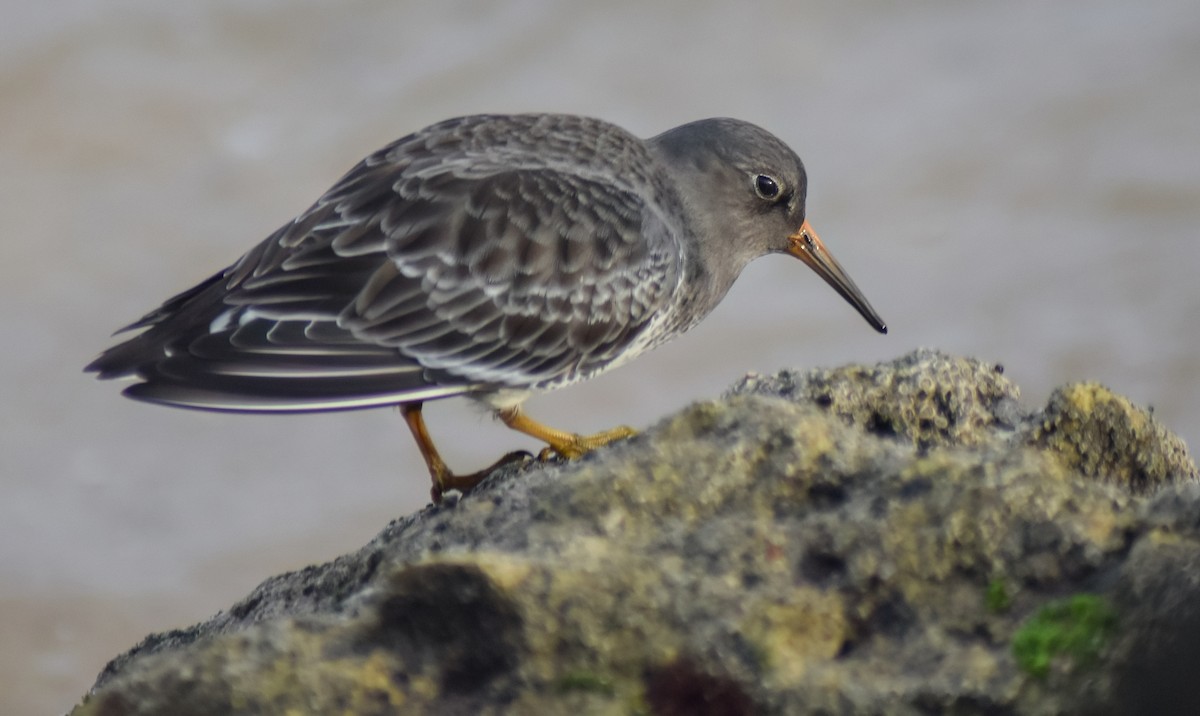 Mor Kumkuşu - ML646527516