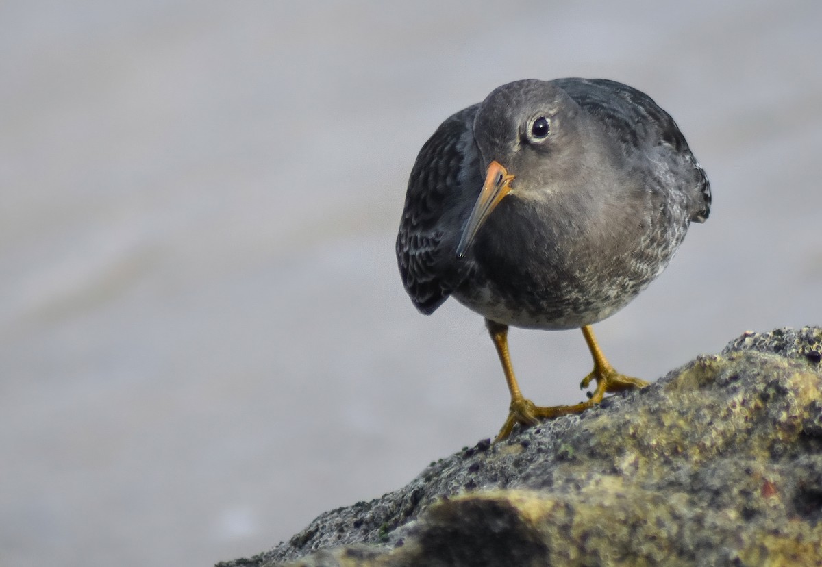 Mor Kumkuşu - ML646527517