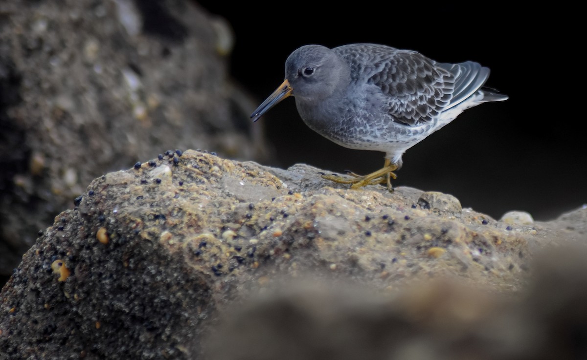 Mor Kumkuşu - ML646527518