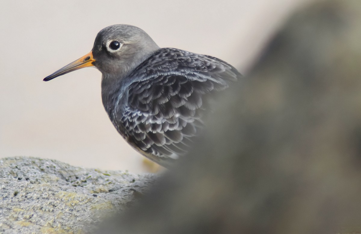 Mor Kumkuşu - ML646527519