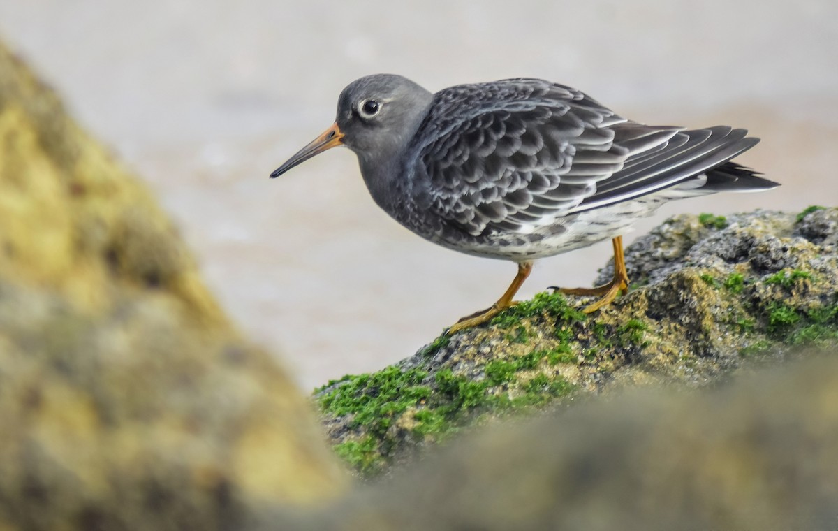 Mor Kumkuşu - ML646527520