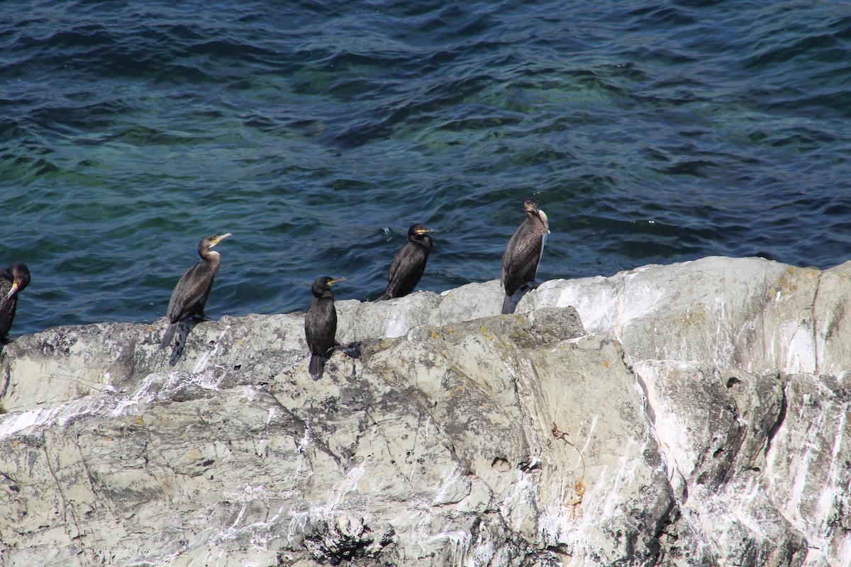 European Shag - ML646527522