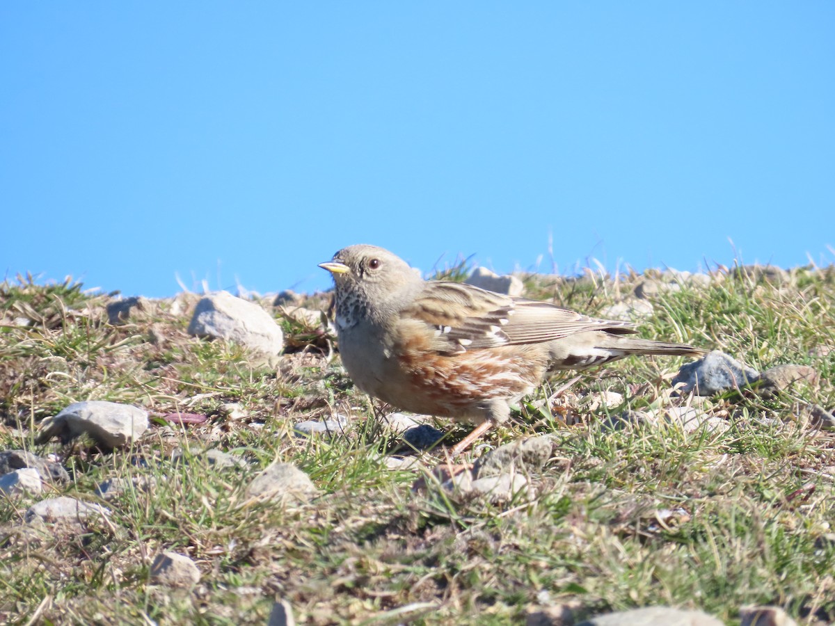 Alpine Accentor - ML646527528