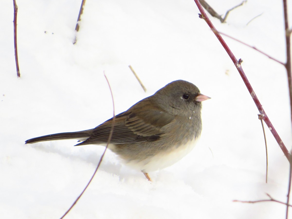 Dark-eyed Junco - ML646527529