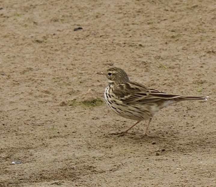Meadow Pipit - ML646527531