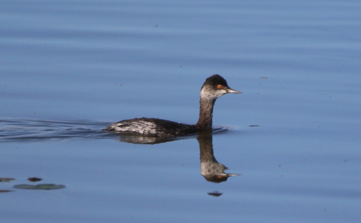 Grèbe à cou noir - ML646527532