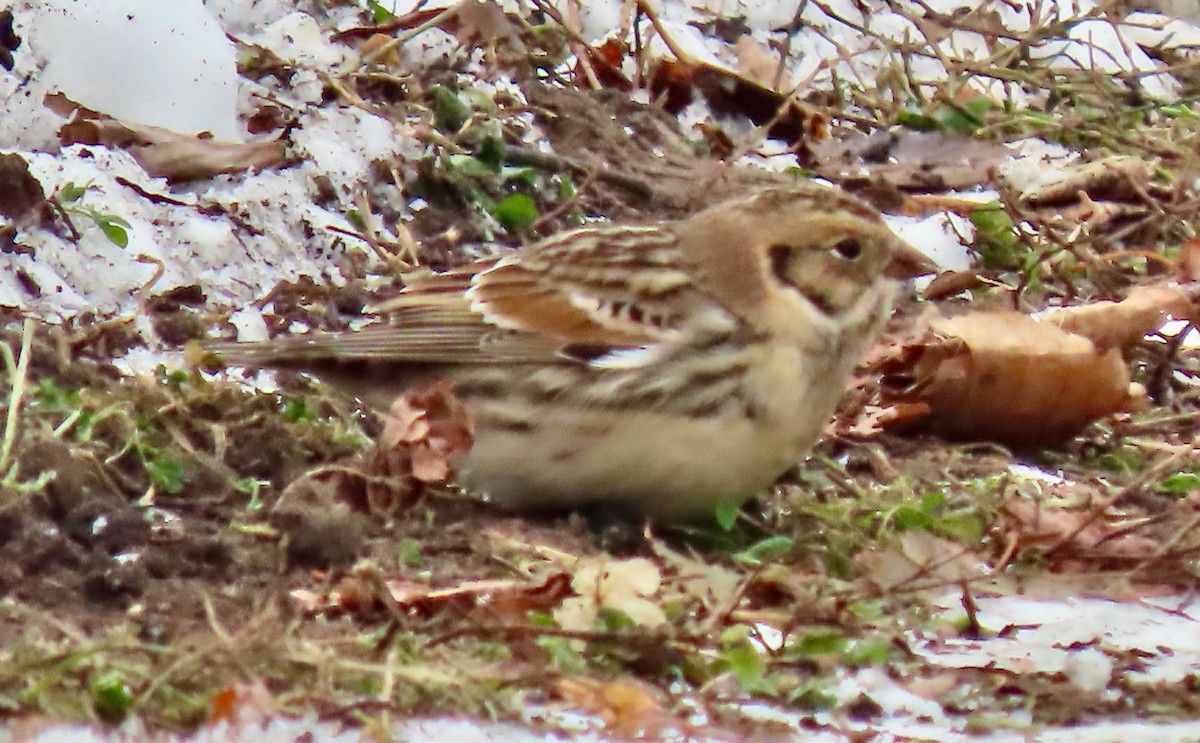 Lapland Longspur - ML646527534