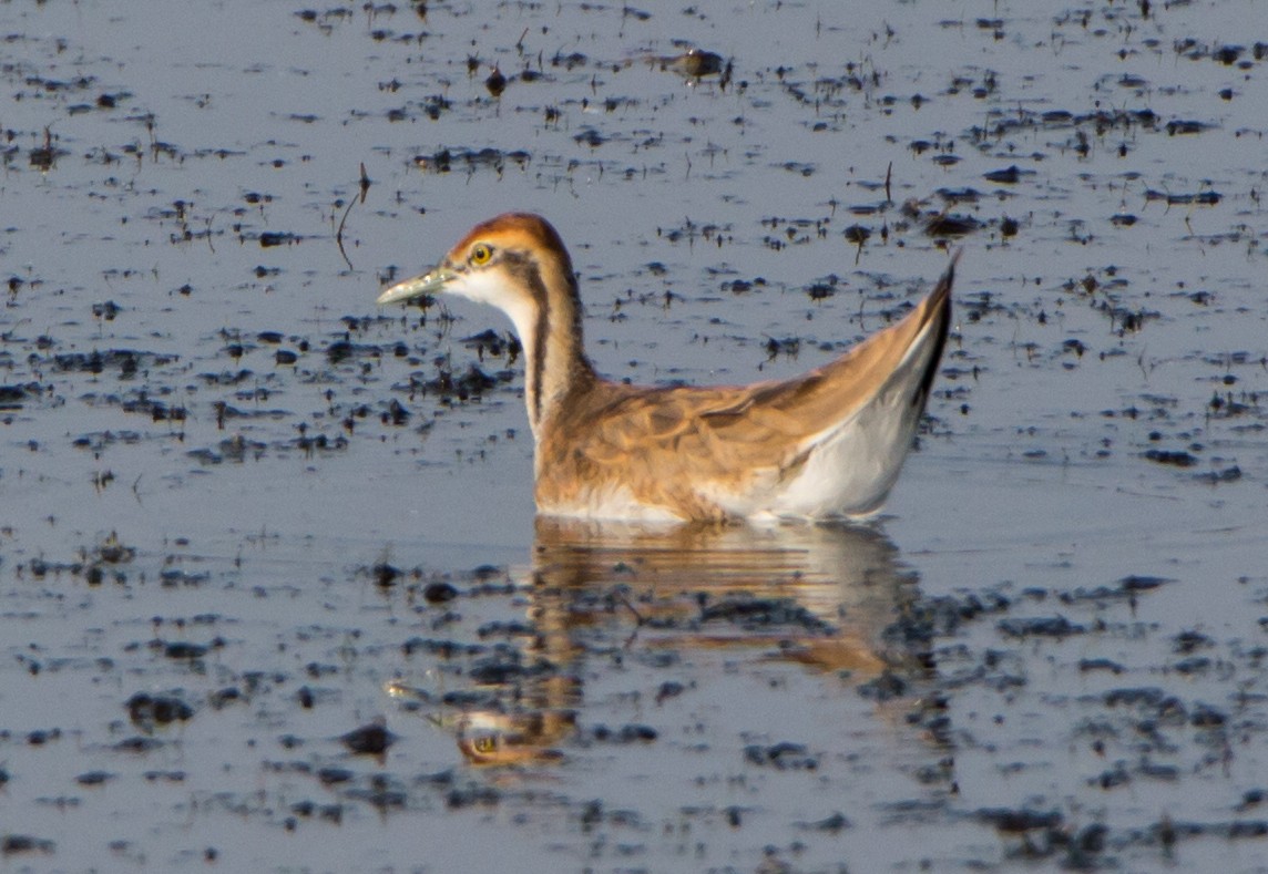 Jakana faisai-buztana - ML646527535