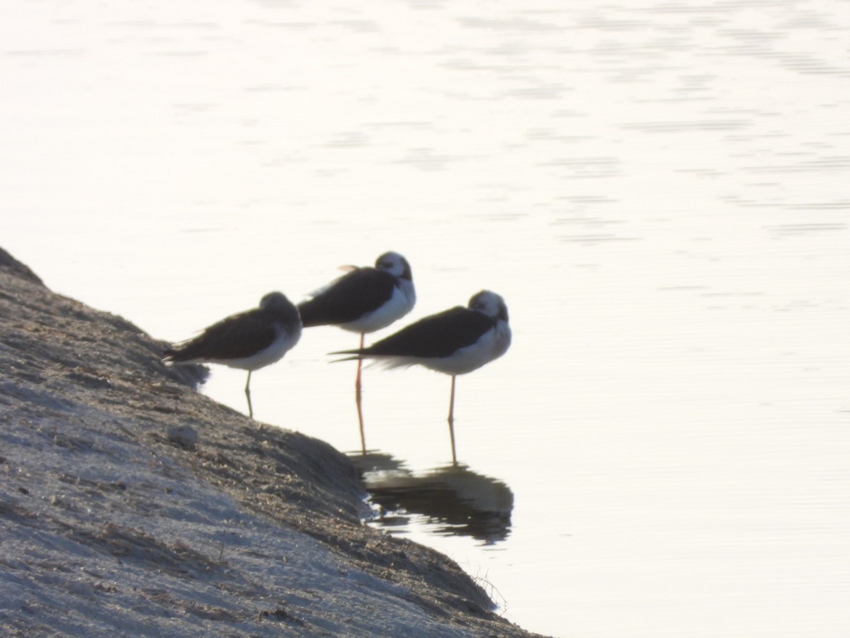 Black-winged Stilt - ML646527538