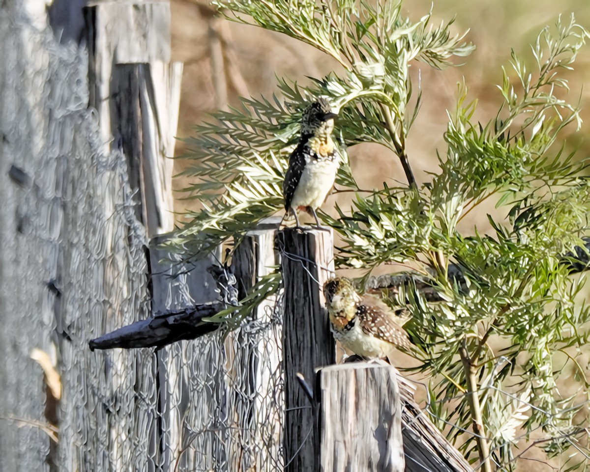 D'Arnaud's Barbet (Usambiro) - ML646527539