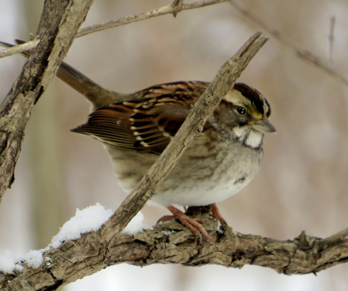 White-throated Sparrow - ML646527540