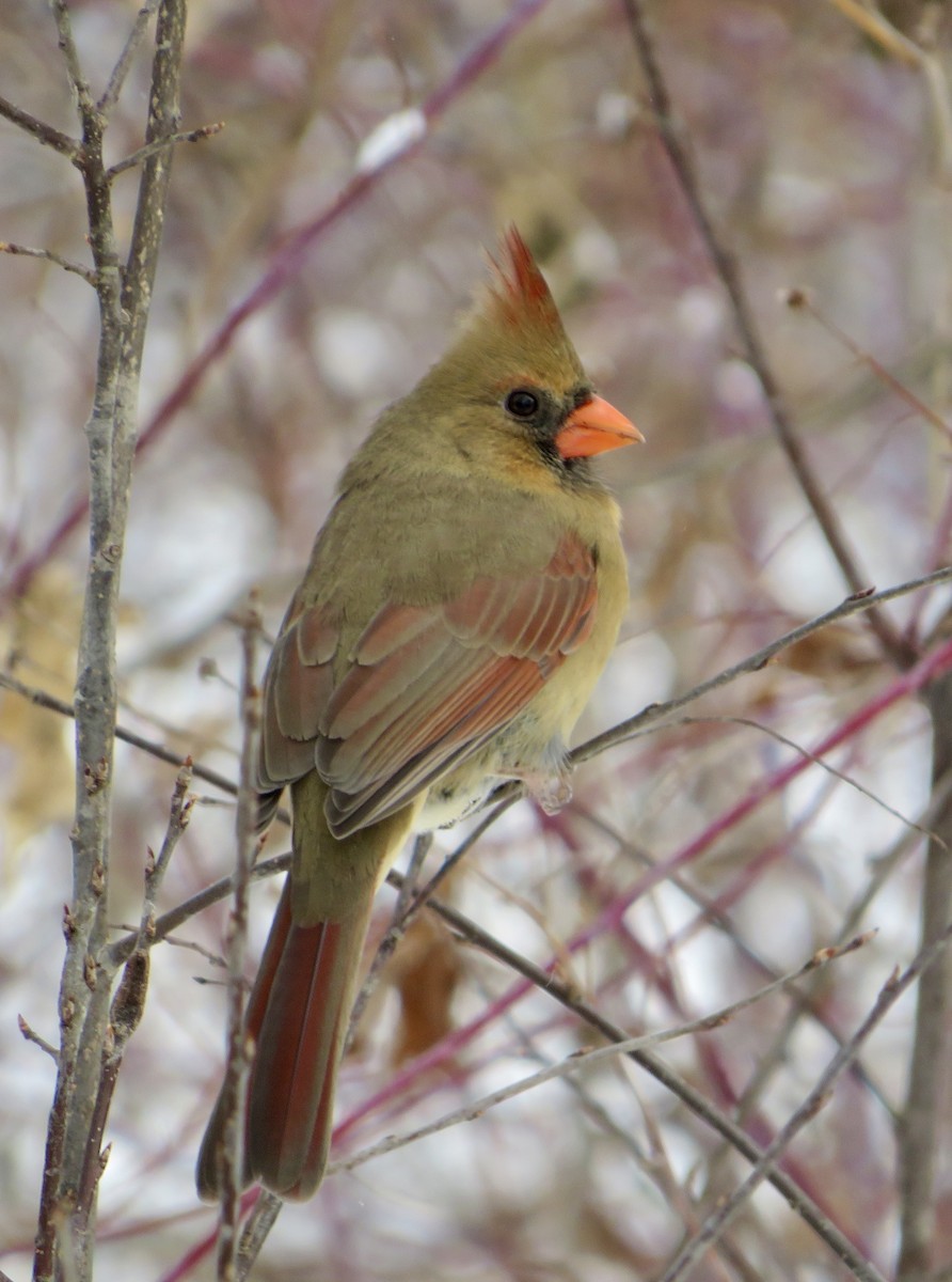 Kardinal arrunta - ML646527543