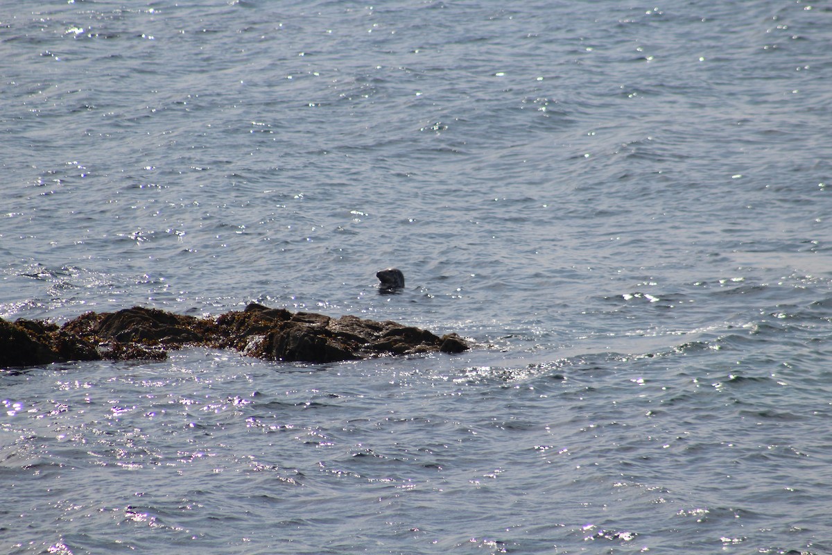 Grey Seal - ML646527545