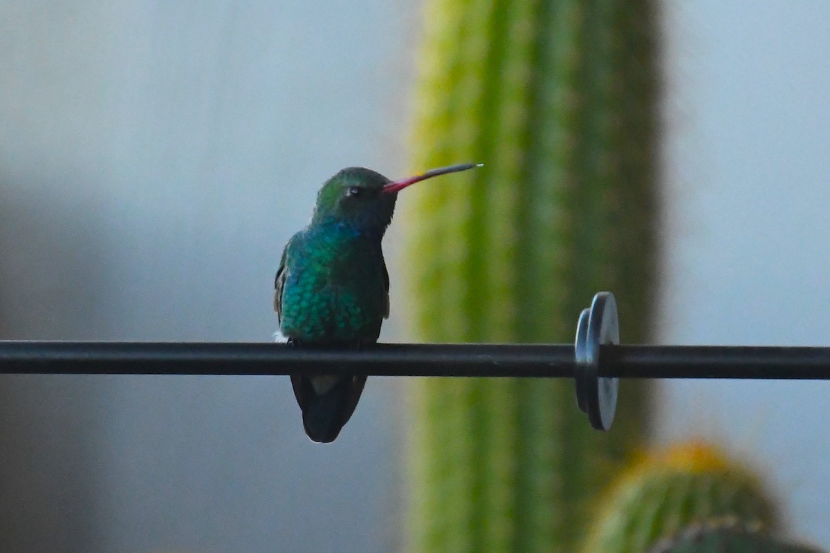 Colibri circé - ML646527546