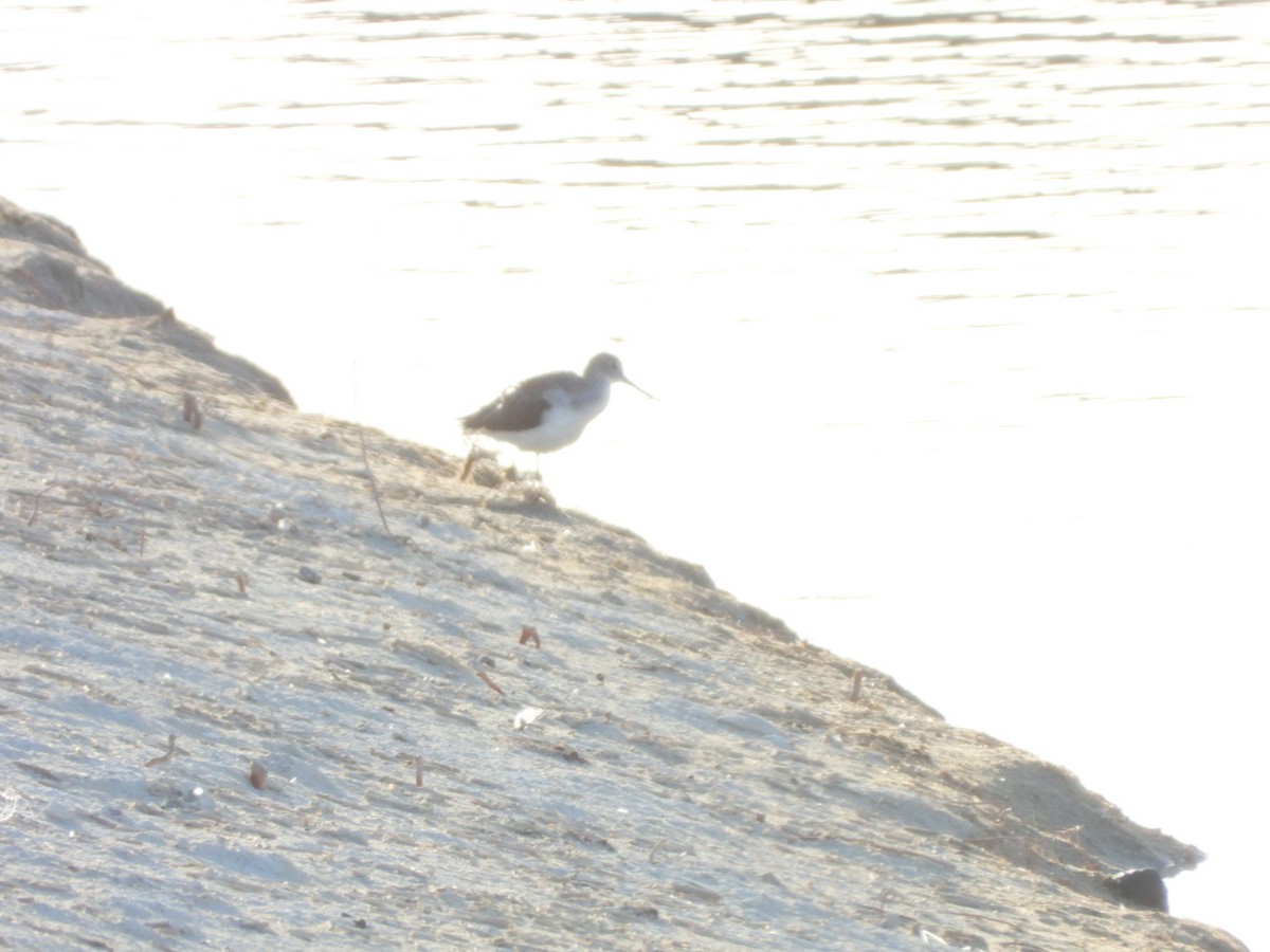 Common Greenshank - ML646527552