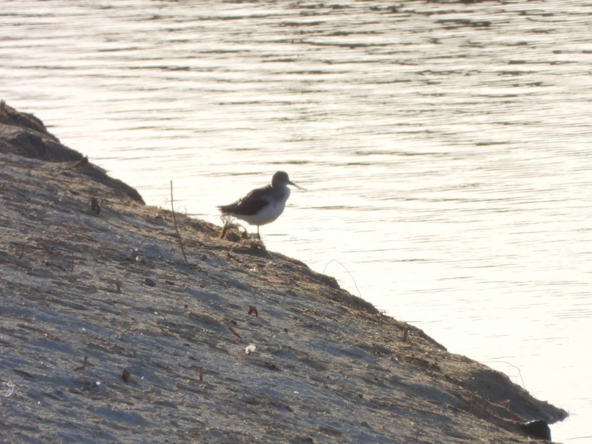 Common Greenshank - ML646527553