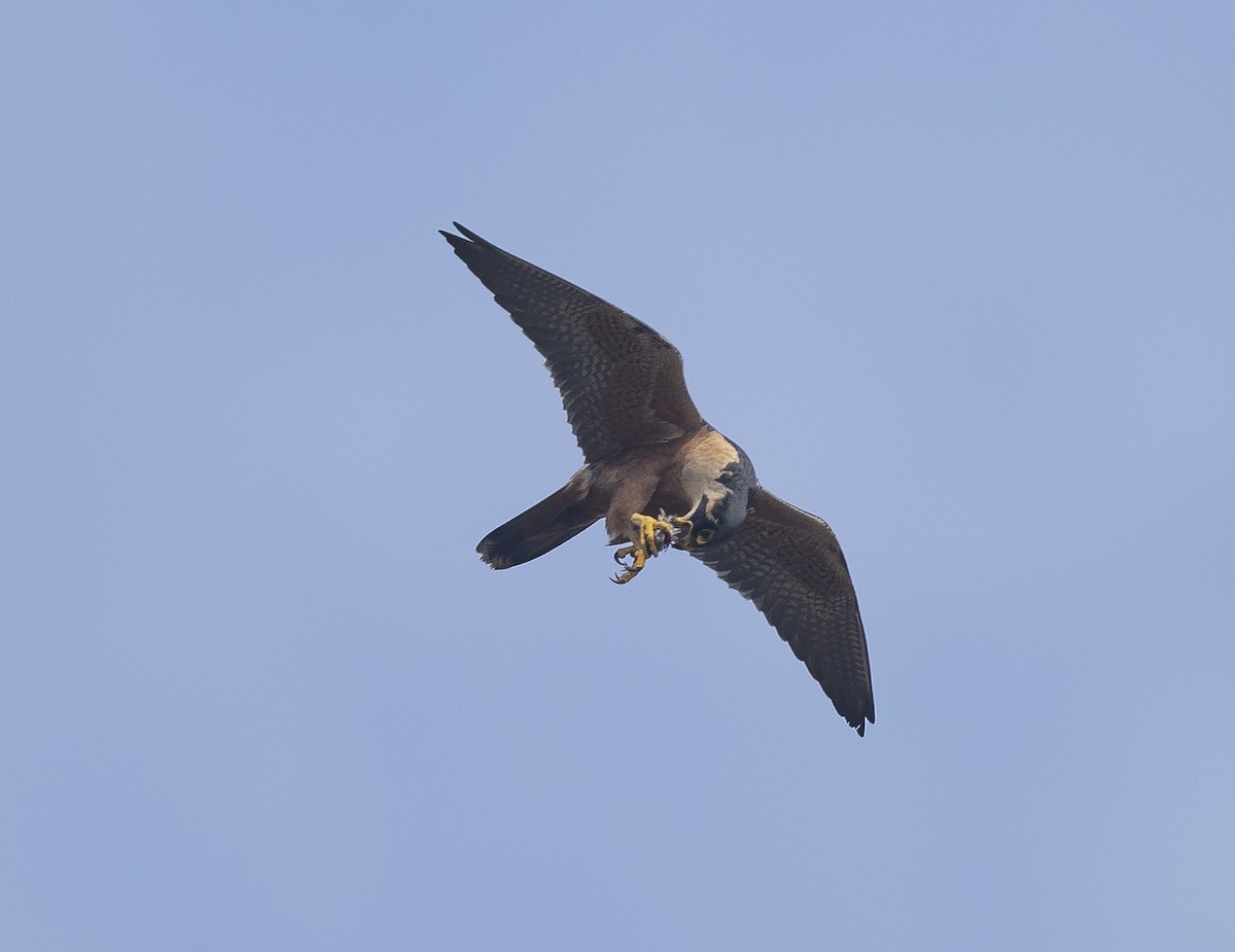 Peregrine Falcon (Shaheen) - ML646527555