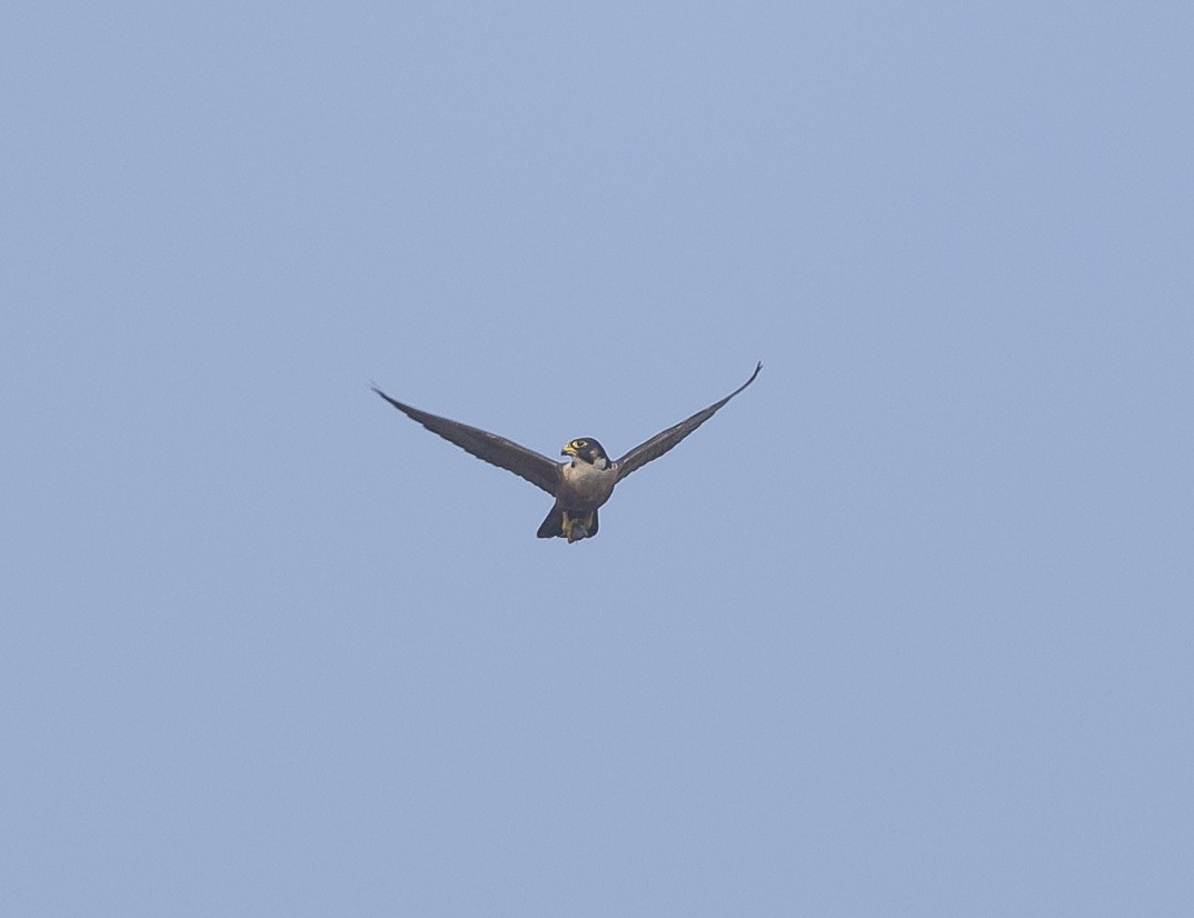 Peregrine Falcon (Shaheen) - ML646527556