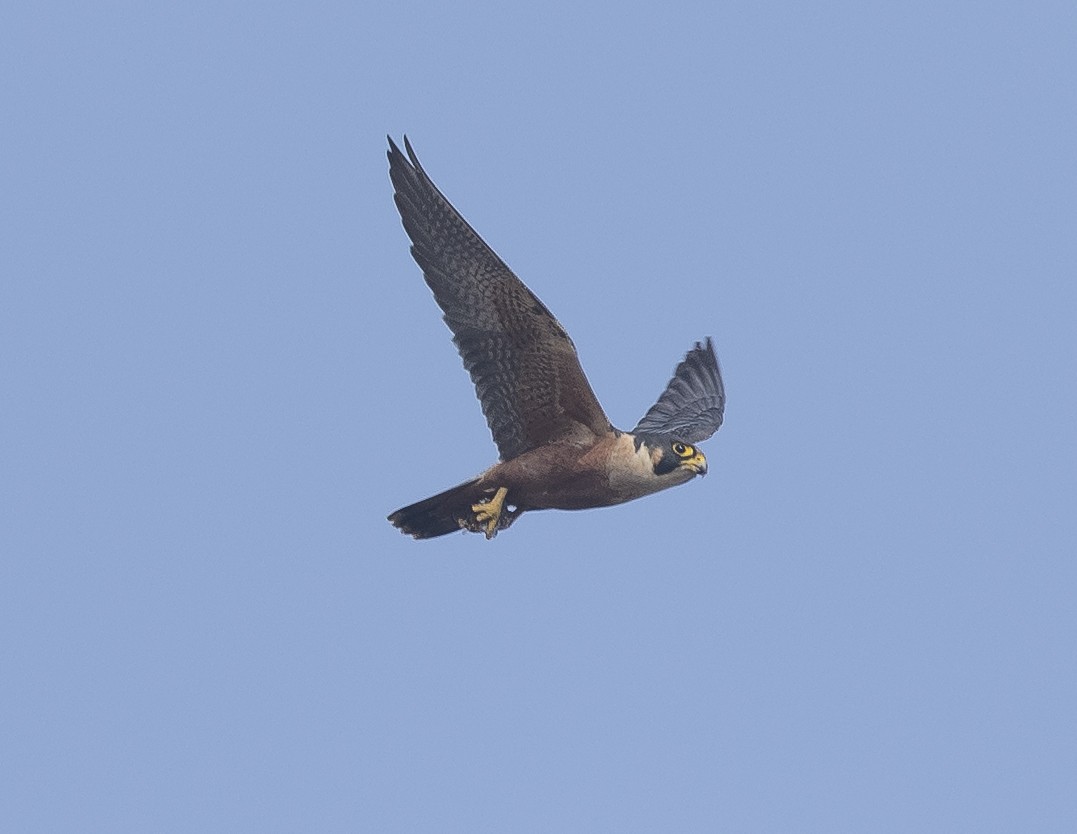 Peregrine Falcon (Shaheen) - ML646527557