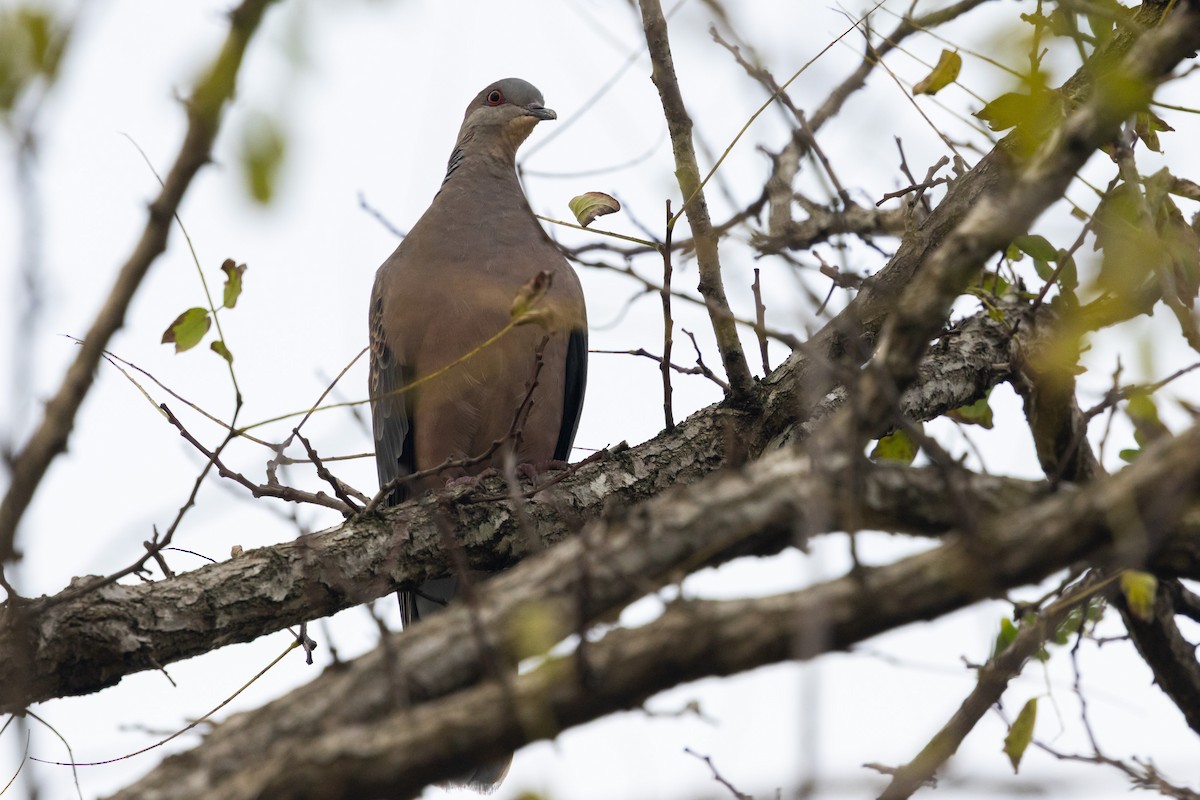 Горлиця велика - ML646527559