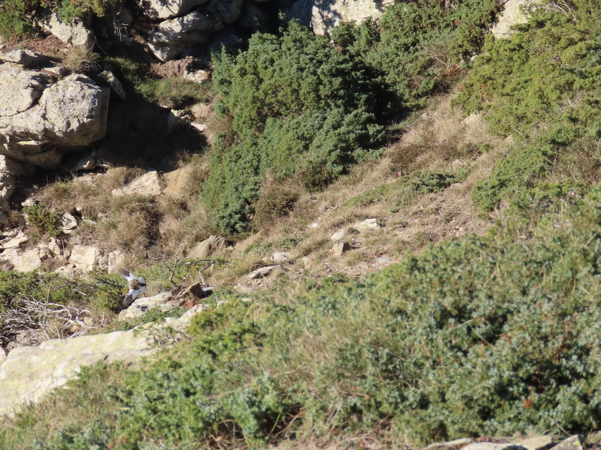 White-winged Snowfinch - ML646527562