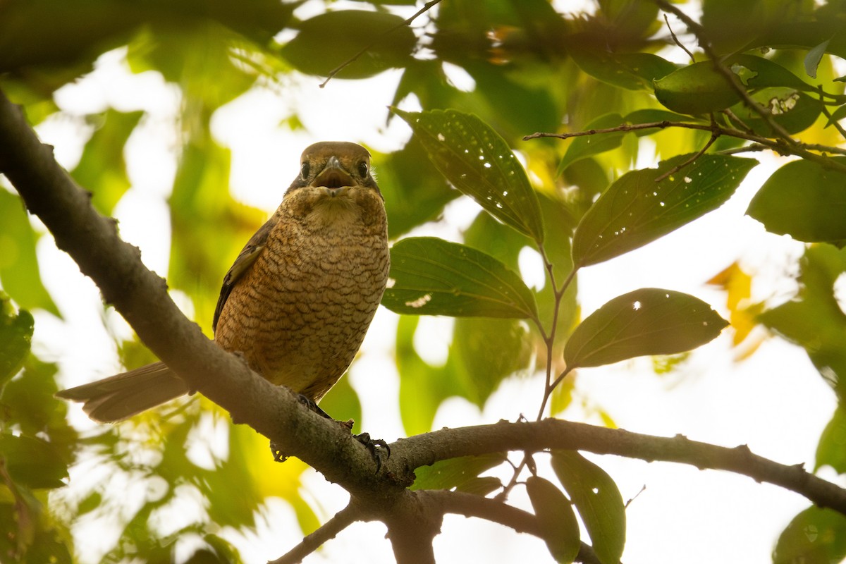 Сорокопуд японський - ML646527563
