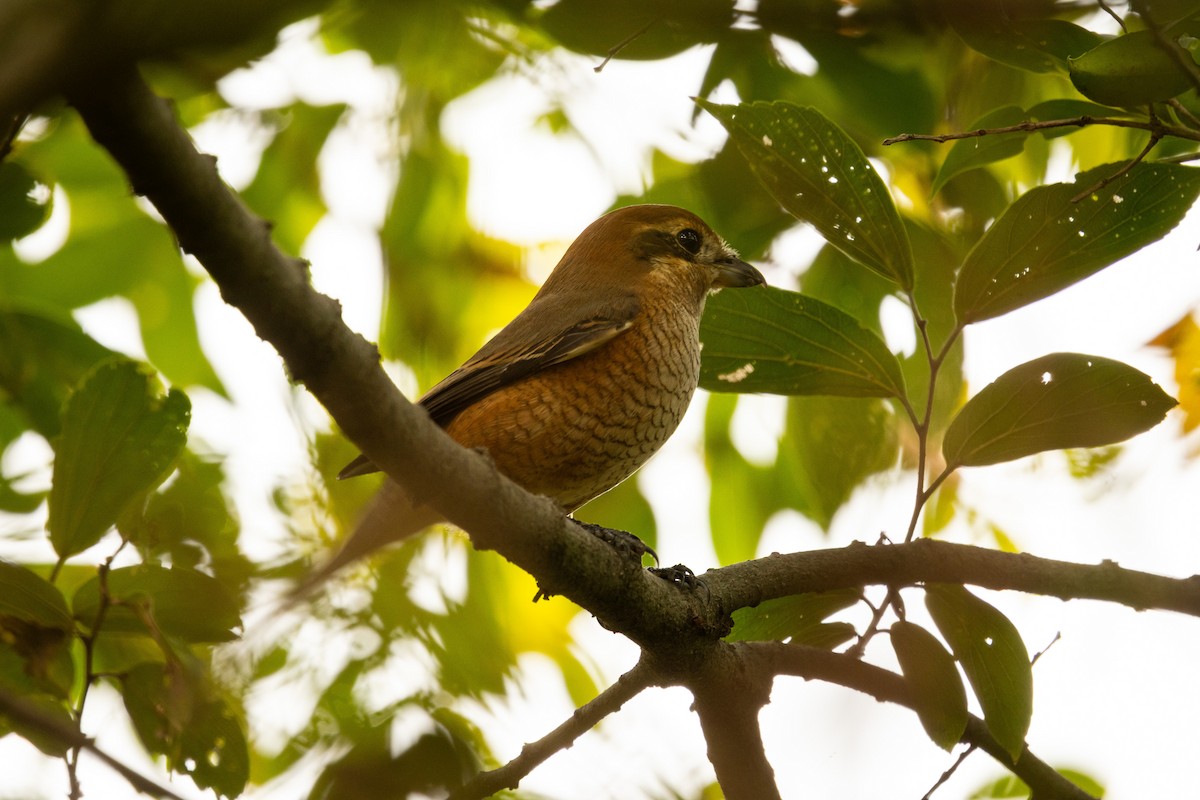 Сорокопуд японський - ML646527564