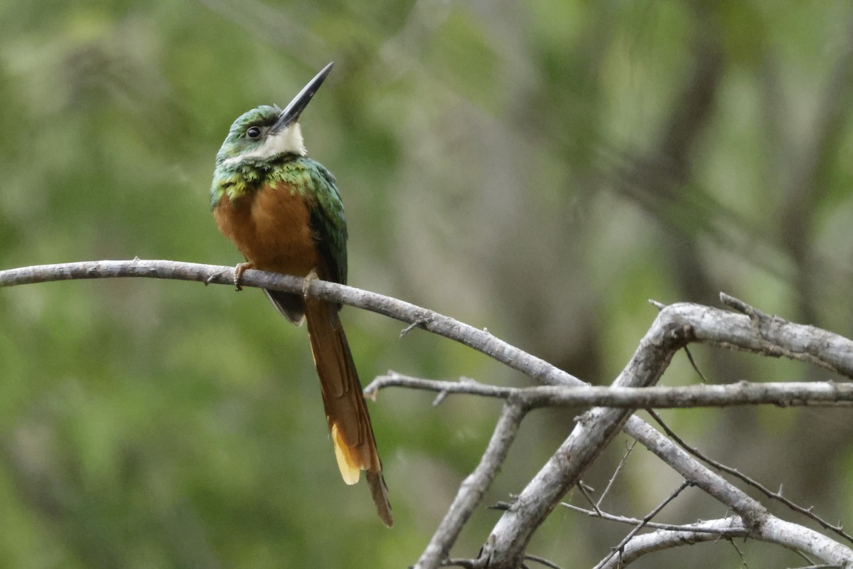 Rufous-tailed Jacamar - ML646527569