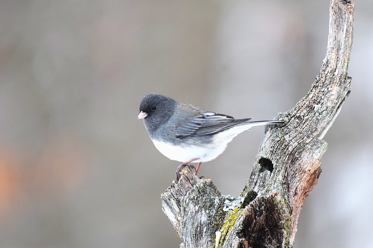 Dark-eyed Junco - ML646527571