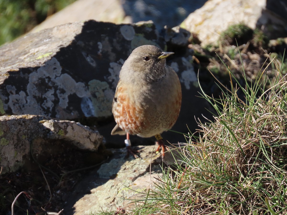 Alpine Accentor - ML646527573
