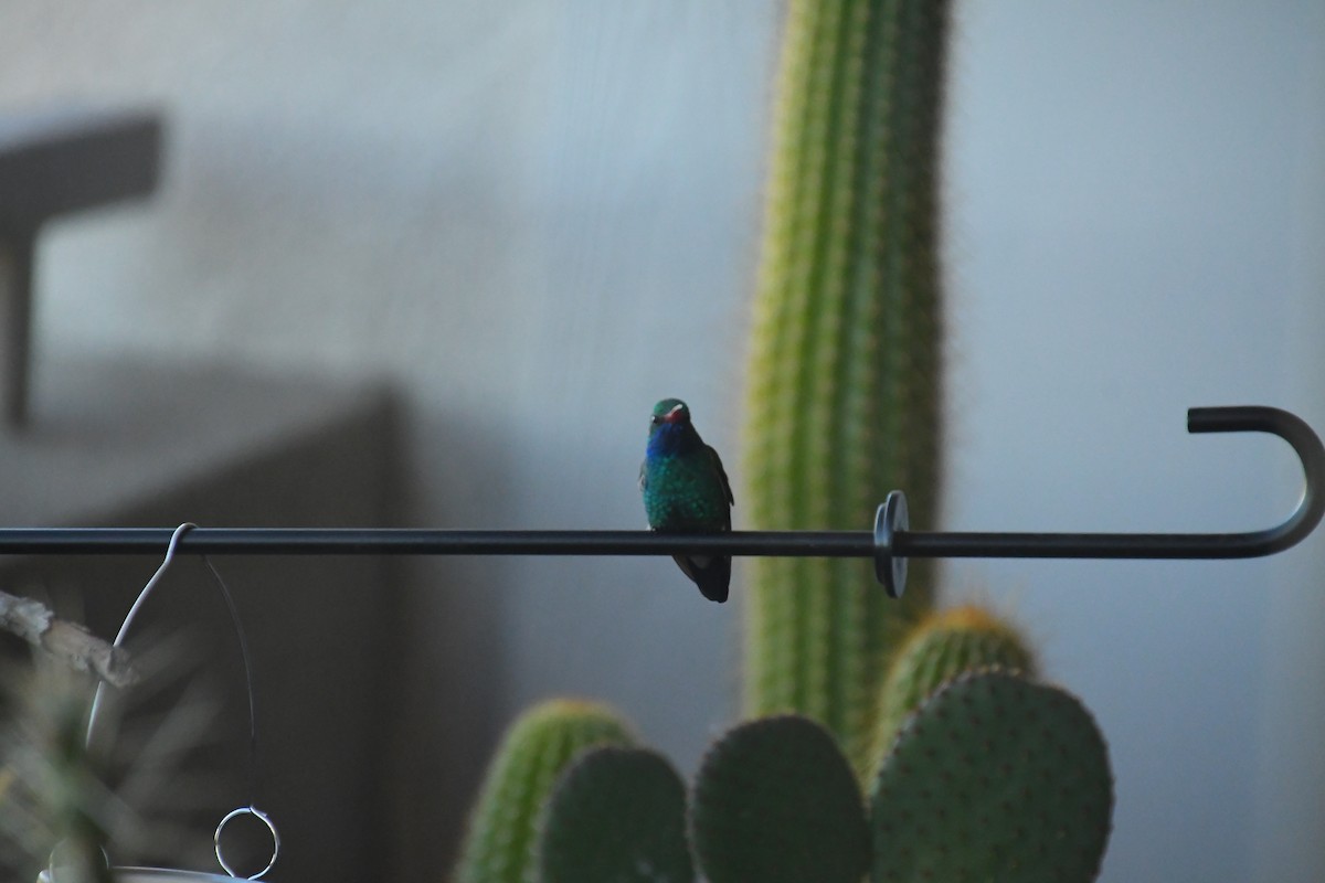 Colibri circé - ML646527574