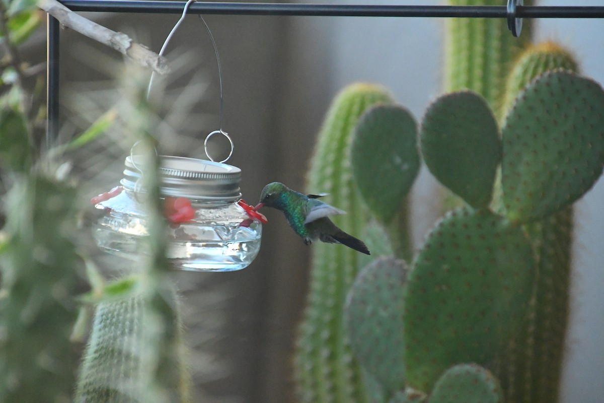 アカハシハチドリ - ML646527575