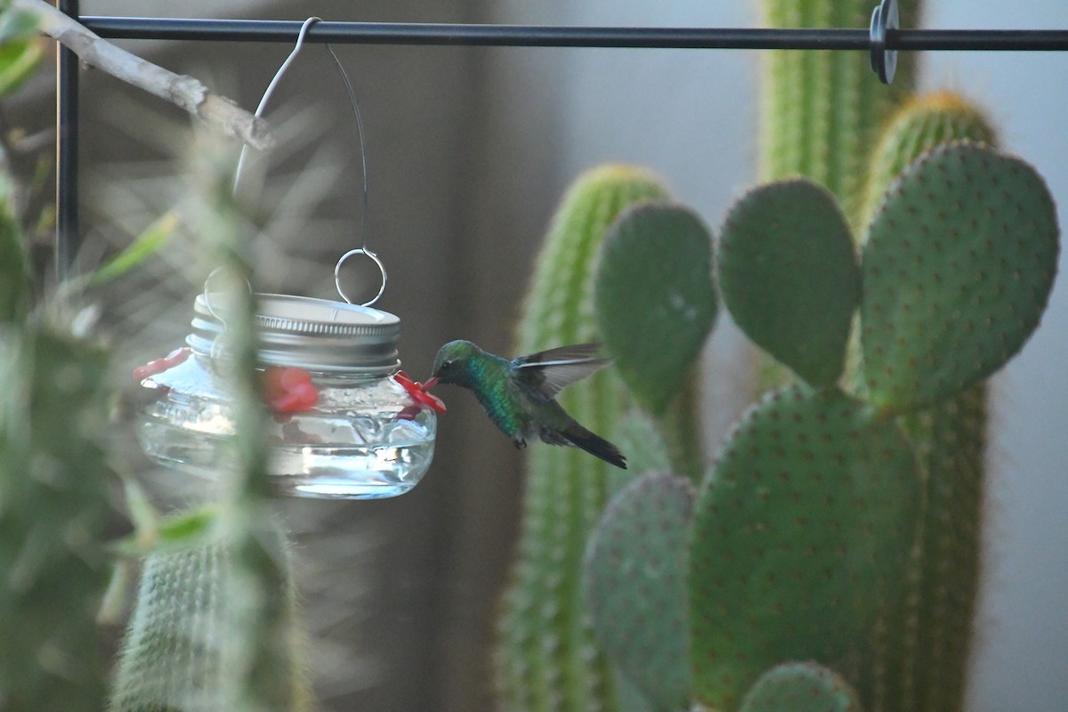 アカハシハチドリ - ML646527576