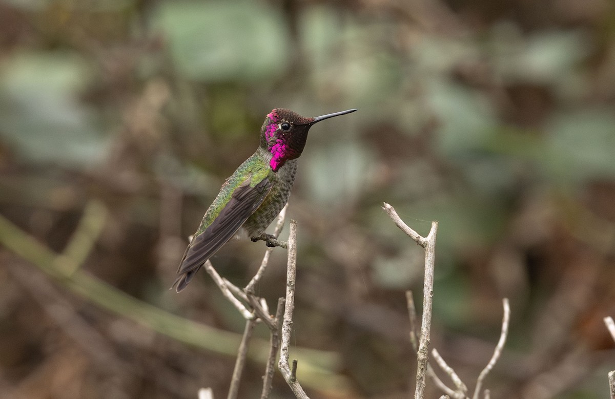 Anna's Hummingbird - ML646527583