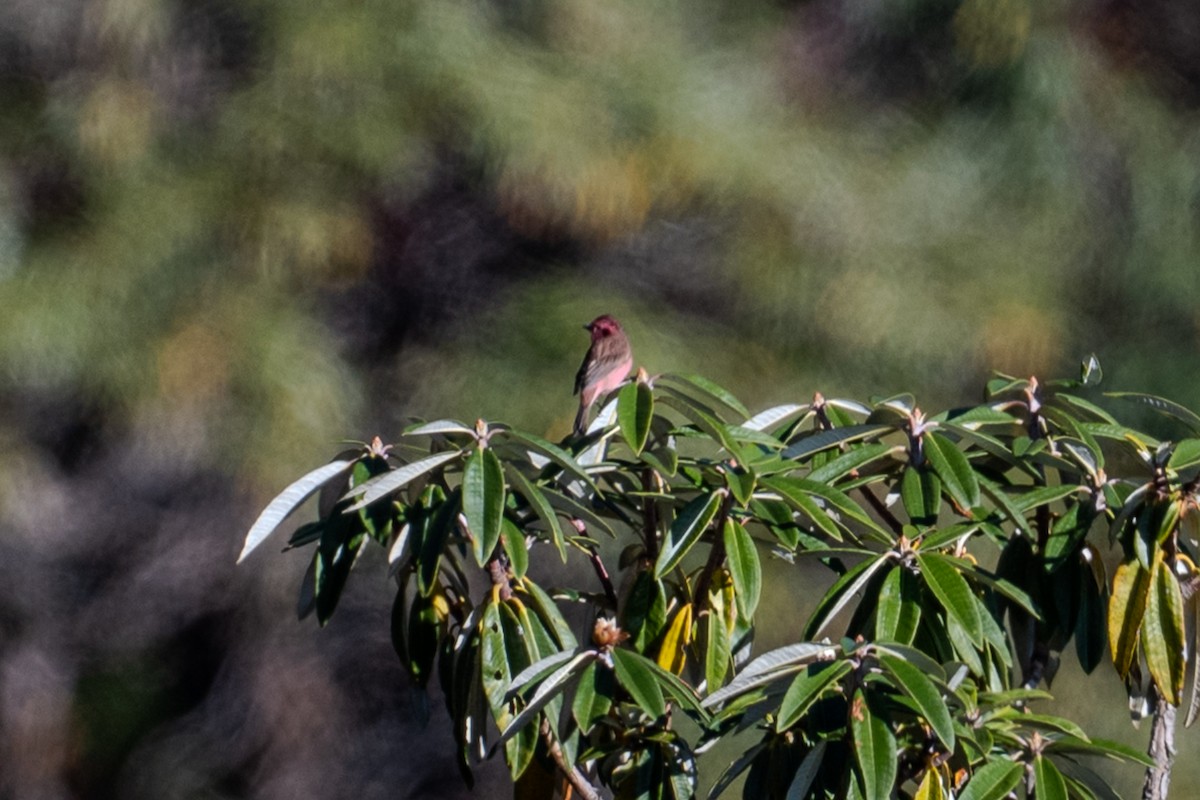 Pink-browed Rosefinch - ML646527585