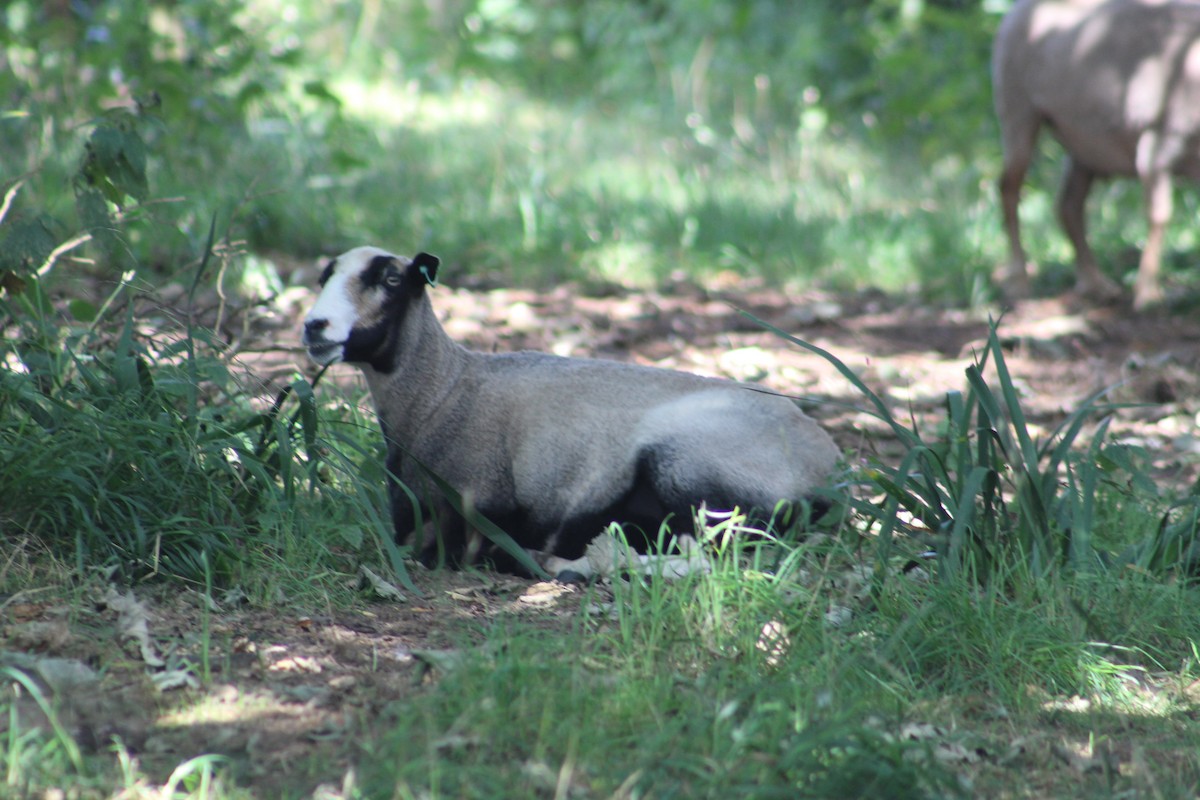 Domestic Sheep - ML646527587